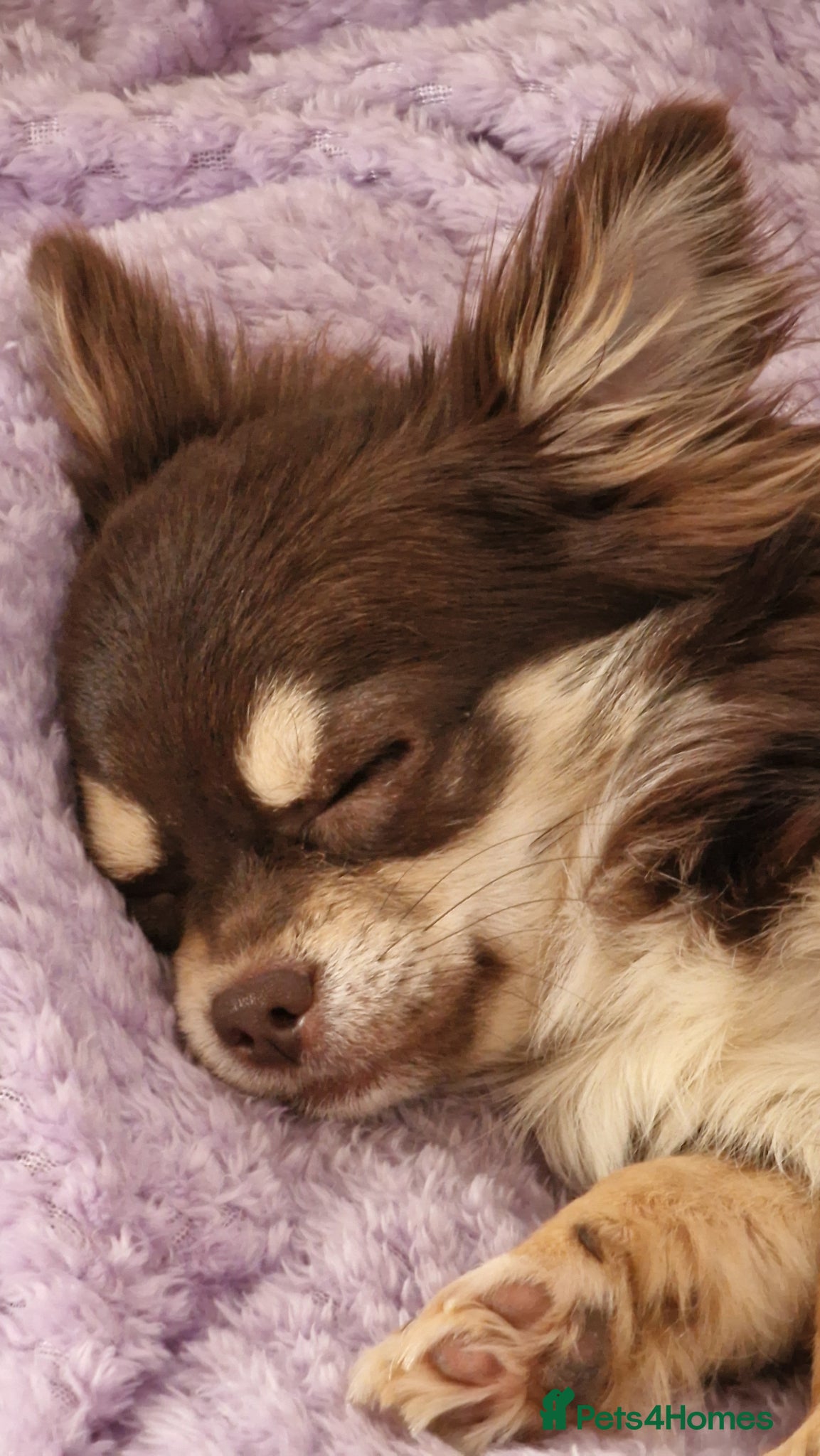 Chihuahua dogs beautiful chocolate & tan chihuahua for sale  - Advert 18