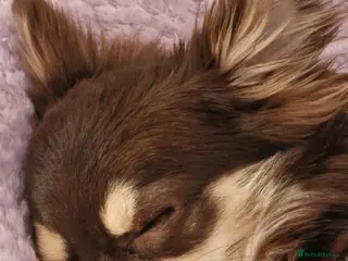 Chihuahua dogs beautiful chocolate & tan chihuahua for sale - Advert 18