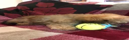 Shihpoo dogs for sale: shihpoo puppies for sale  - Advert 20