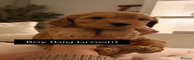 Big brown