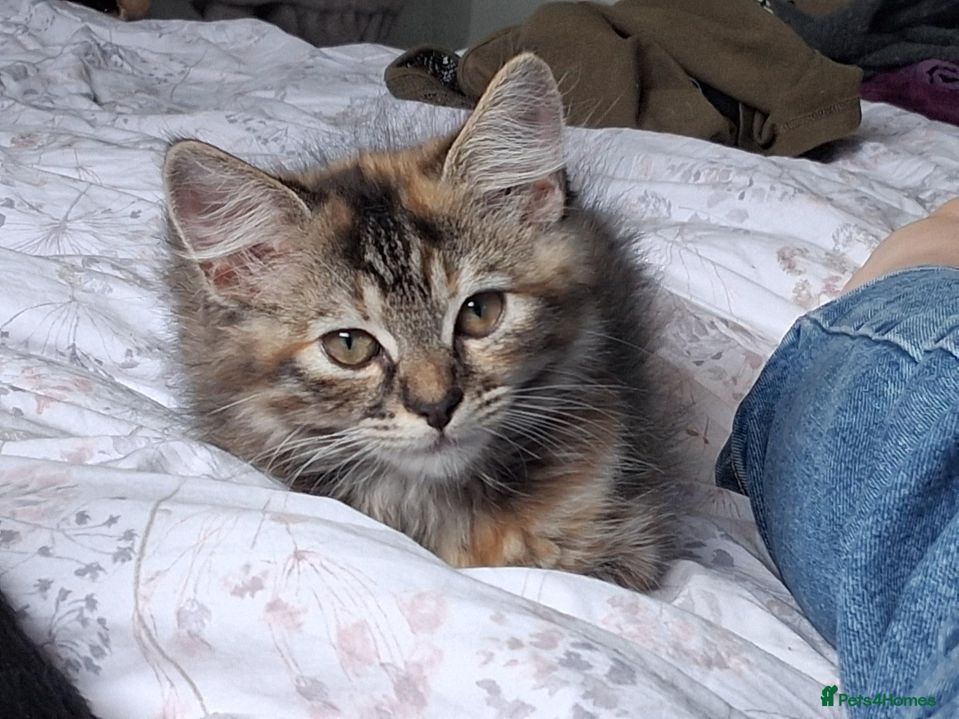 Mixed Breed cats Forever homes wanted - Advert 1