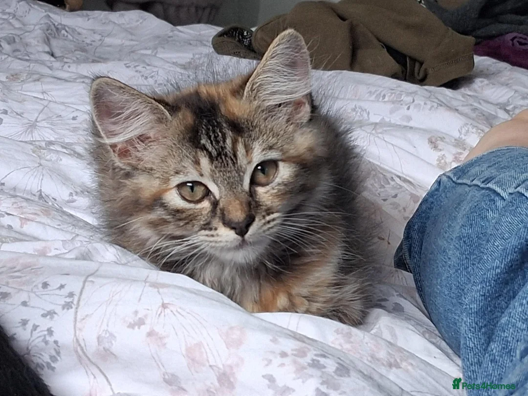 Mixed Breed cats for sale: Forever homes wanted - Advert 1