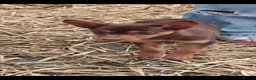 Australian Kelpie dogs for sale: Beautiful kelpie puppies for sale - Advert 20