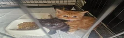 Mixed Breed cats for sale: 2 female kittens in Pontefract - Advert 3