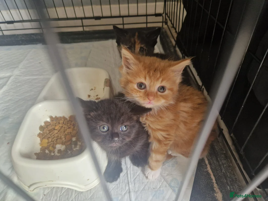 Mixed Breed cats for sale: 2 female kittens in Pontefract - Advert 3