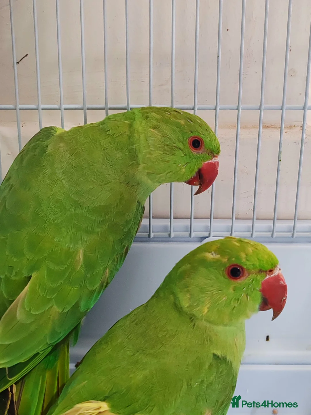 Mixed Breed birds for sale: Indian Ringneck Parakeets  - Advert 1