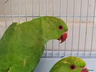 Mixed Breed birds Indian Ringneck Parakeets - Advert 1