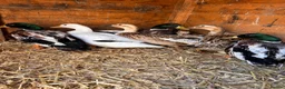 Ducks poultry for sale: Miniature silver appleyards - Advert 1