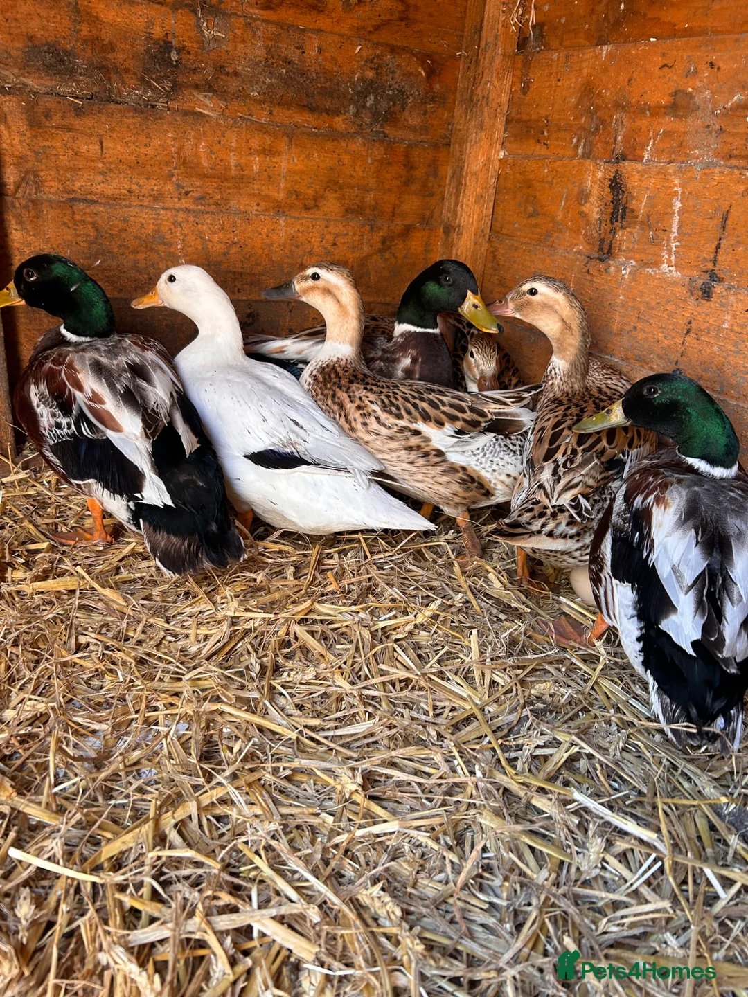 Ducks poultry for sale: Miniature silver appleyards - Advert 1