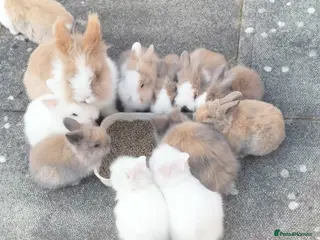 Lionhead rabbits for sale: Friendly Lionhead Baby Bunnies, Limited Available! - Advert 1