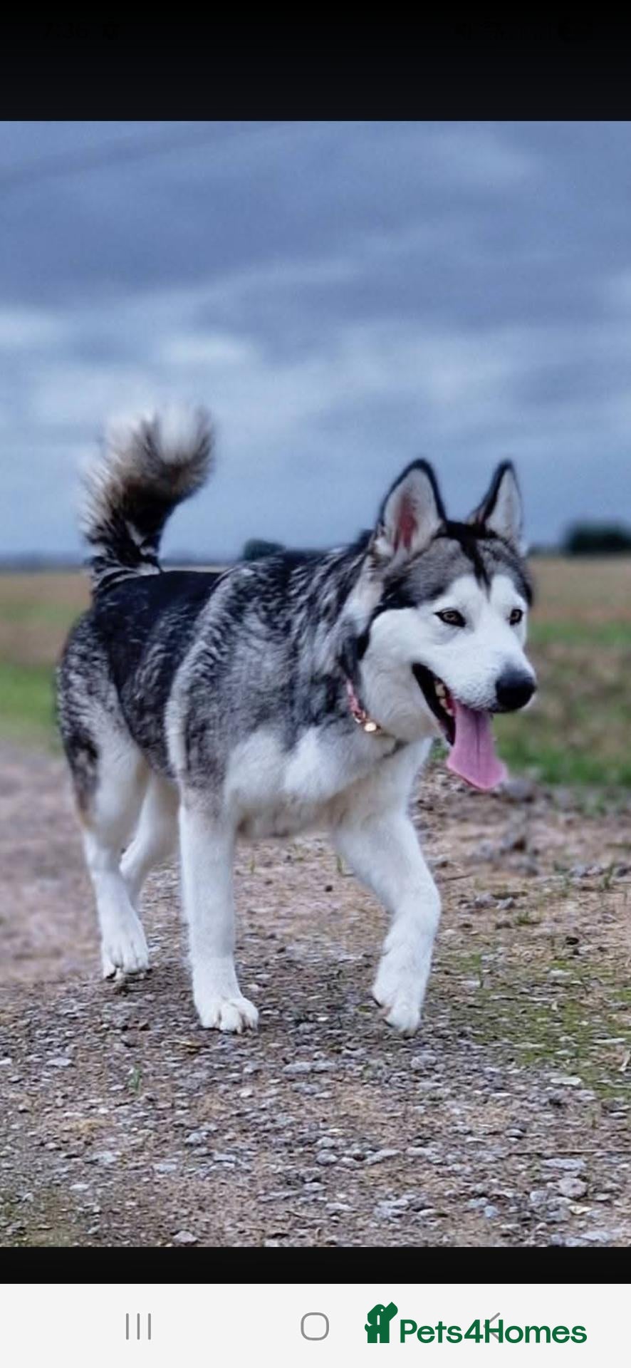 Alaskan Malamute dogs Purebred Alaskan Malamute litter due - Advert 3