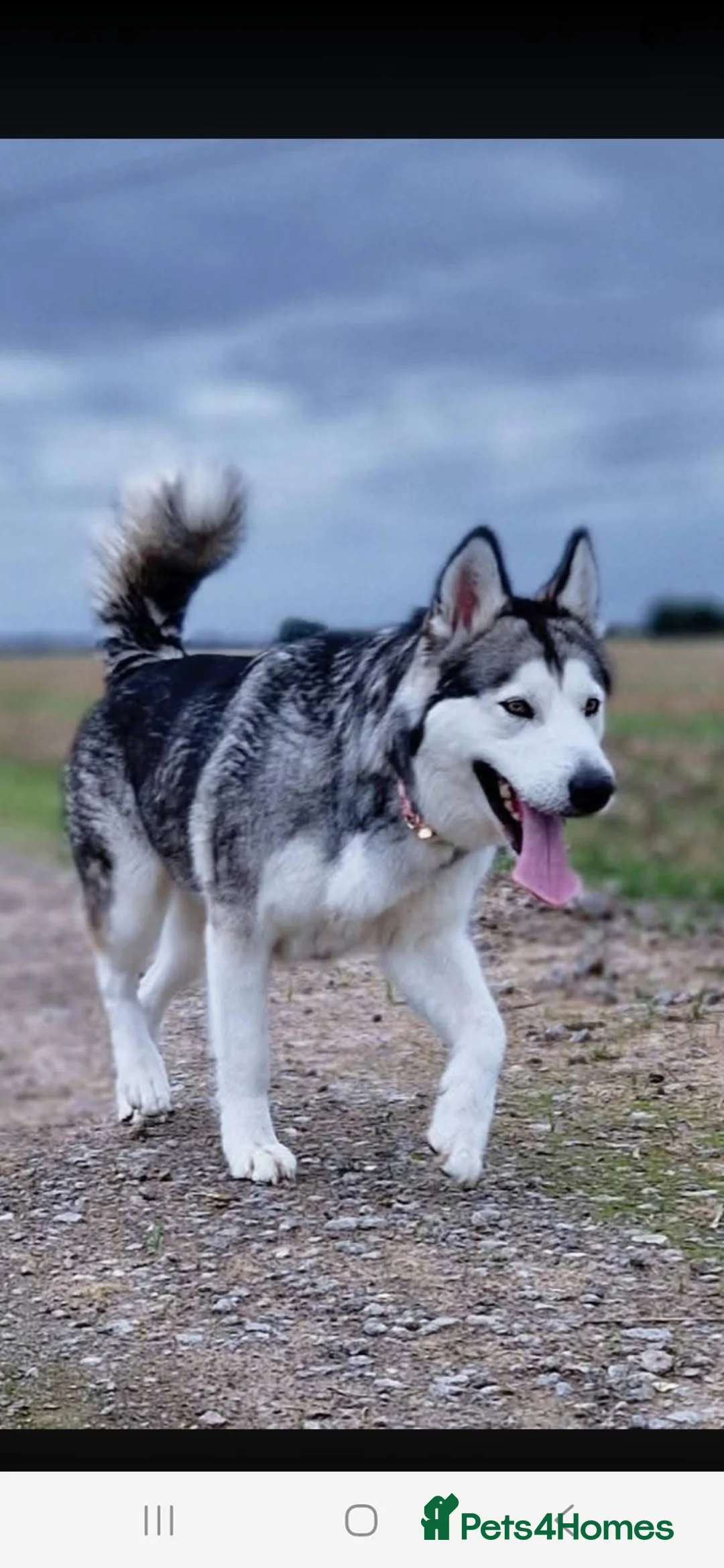 Alaskan Malamute dogs for sale: Purebred Alaskan Malamute litter due - Advert 1