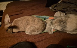 Mini Lop rabbits for sale: Piglet, Stanley and freddy - Advert 7