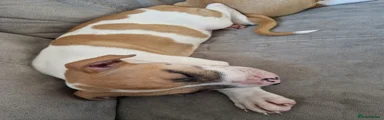 Staffordshire Bull Terrier 2