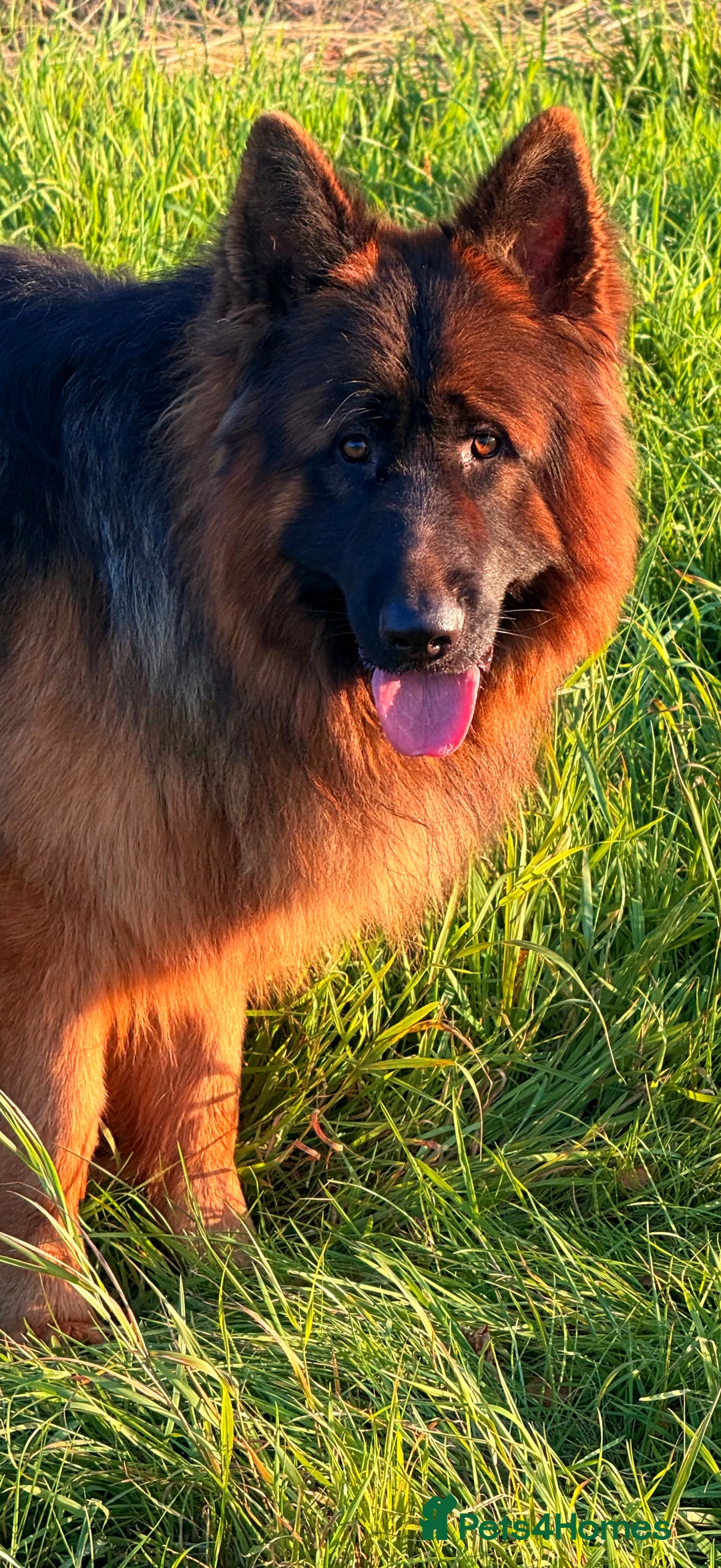 German Shepherd dogs for stud: Bear🤩kc reg proven long haired health tested stud - Advert 6