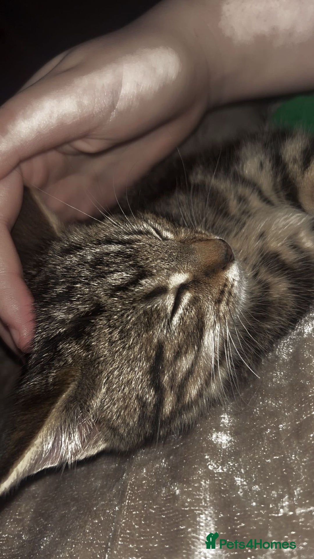 Mixed Breed cats for sale: Adorable Female kitten Siamese x - Advert 4