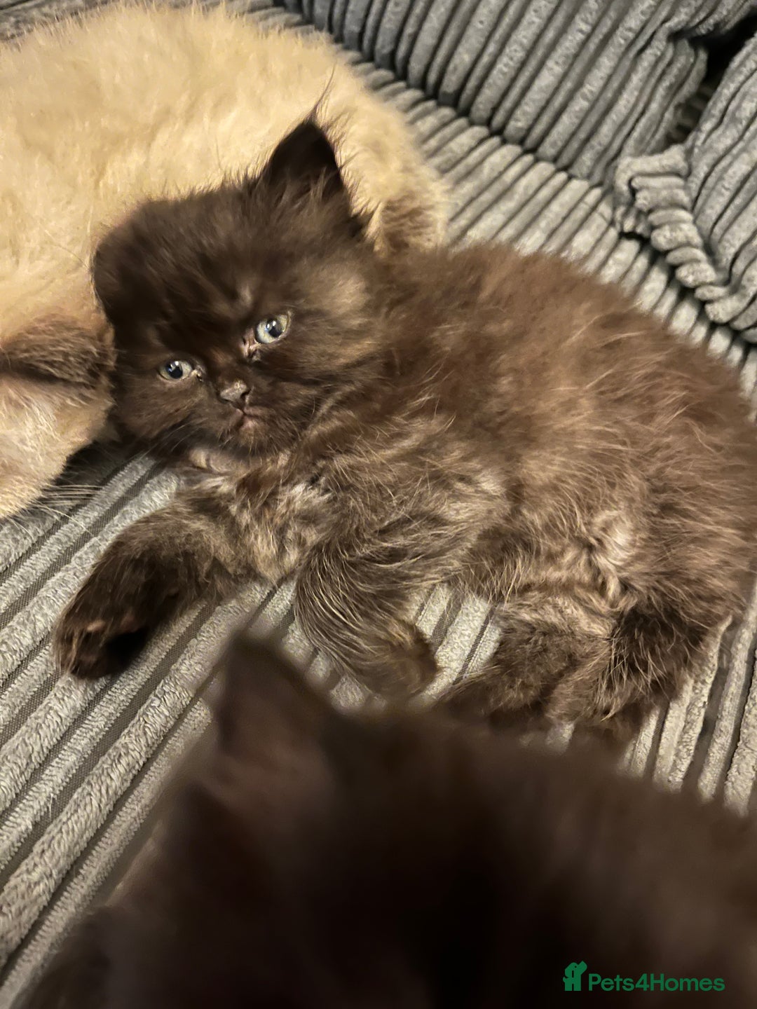 Himalayan cats for sale: Himalayan x chinchilla Persian  - Advert 6