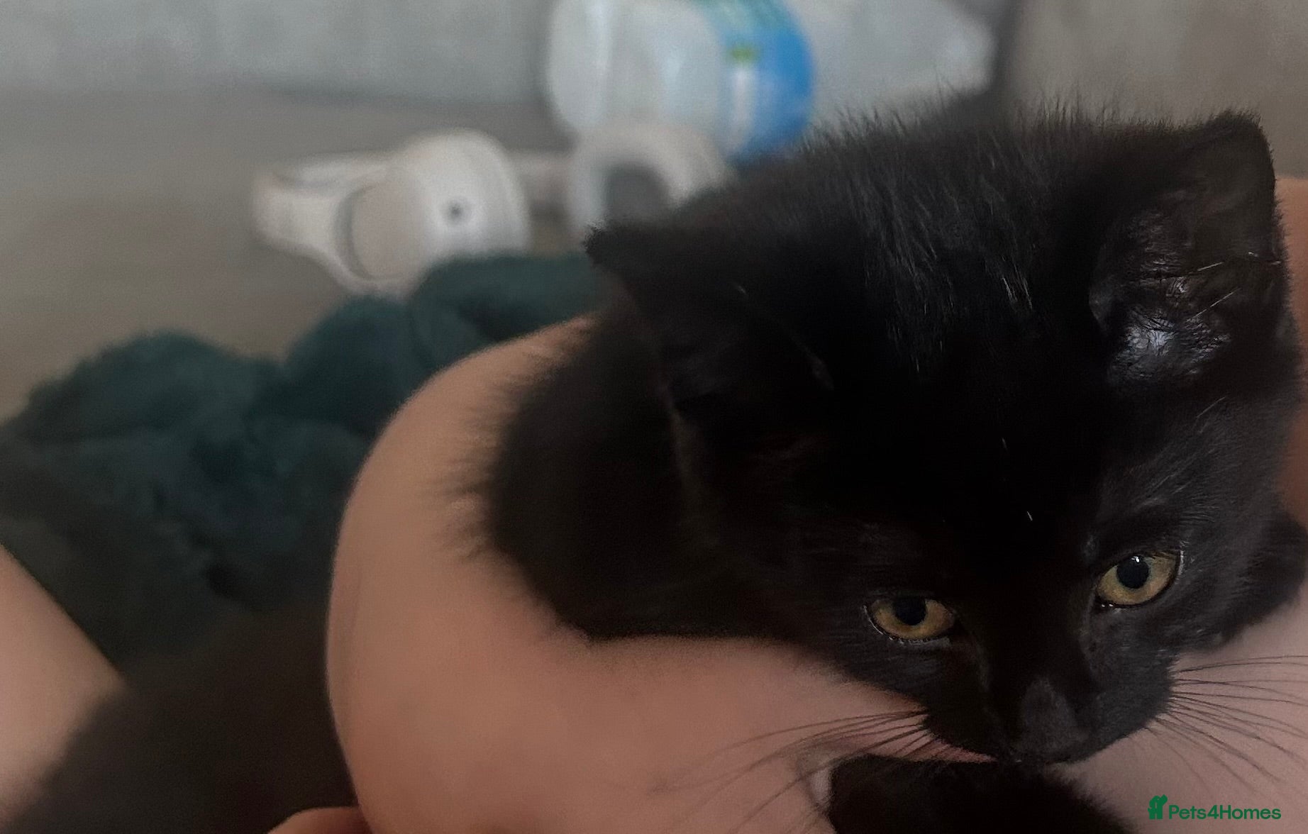 Mixed Breed cats Female ragdoll x mixed breed kitten - Advert 13