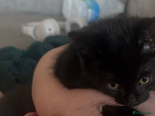 Mixed Breed cats Female ragdoll x mixed breed kitten - Advert 1