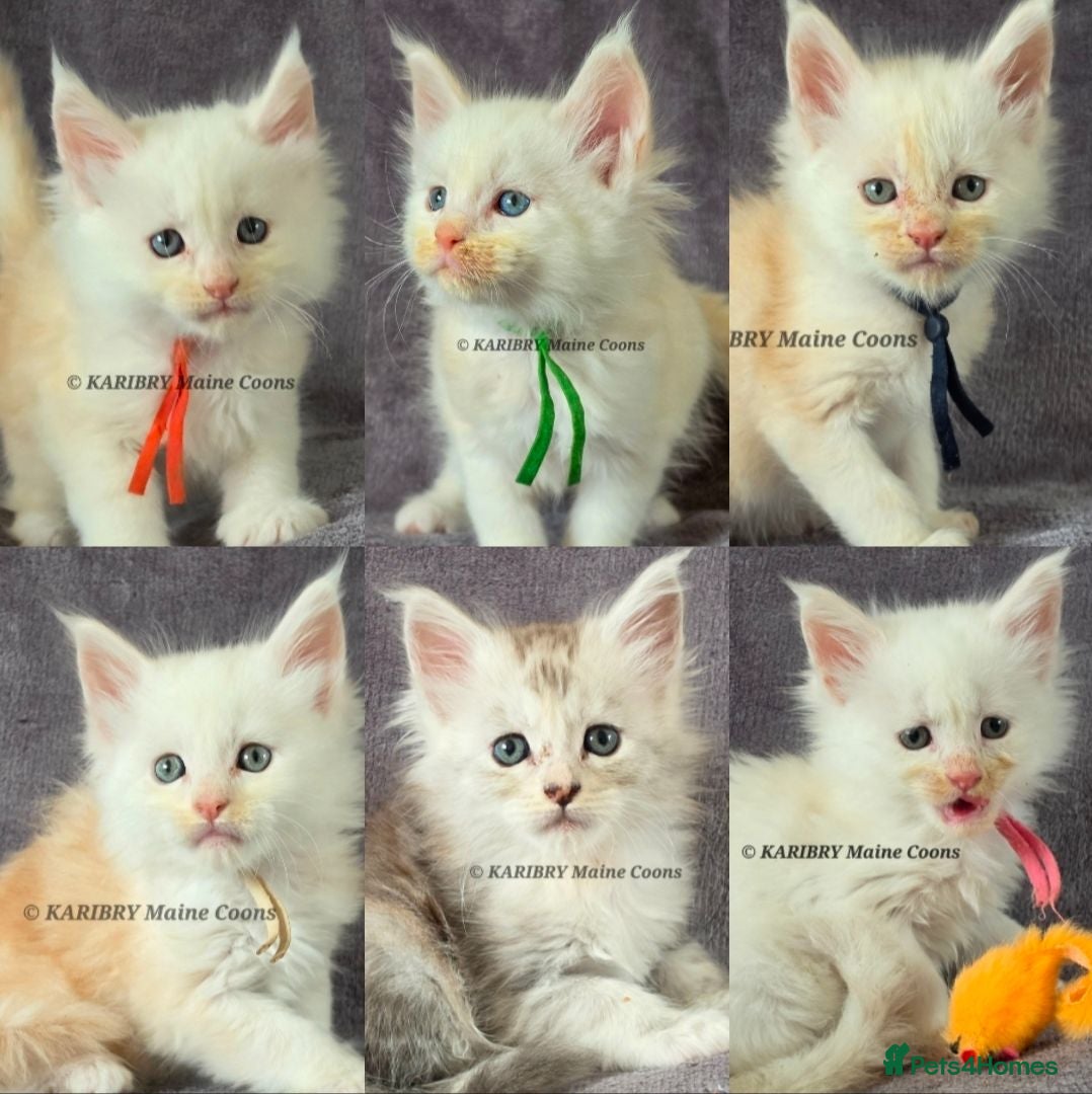 Maine Coon cats Red Shaded, large TICA registerd  - Advert 1