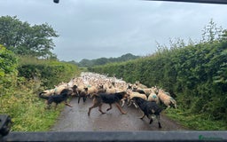 Huntaway dogs for sale: CHUNKY HUNTAWAY PUPPIES FOR SALE  - Image 18