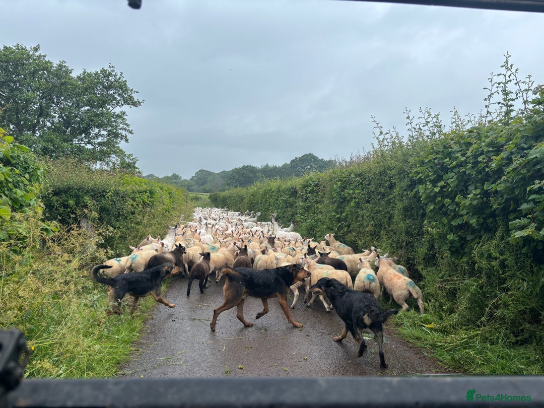 Huntaway dogs for sale: CHUNKY HUNTAWAY PUPPIES FOR SALE  - Image 18