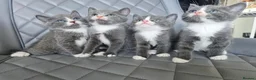 Mixed Breed cats for sale: Grey & white kittens * stunning  - Advert 4