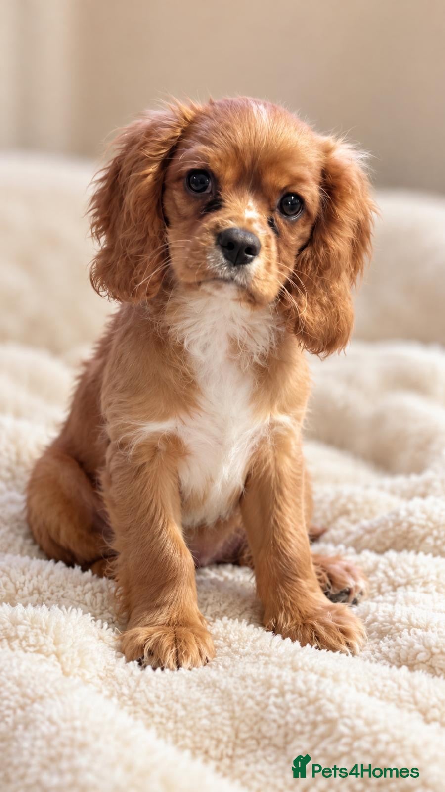 Cavalier King Charles Spaniel dogs Beautiful KC Registered Litter - Advert 1
