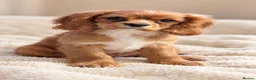 Cavalier King Charles Spaniel dogs for sale: Beautiful KC Registered Litter - Advert 1