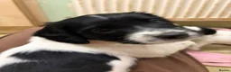 English Springer Spaniel dogs for sale: KC registered working springer spaniel puppies  - Advert 2