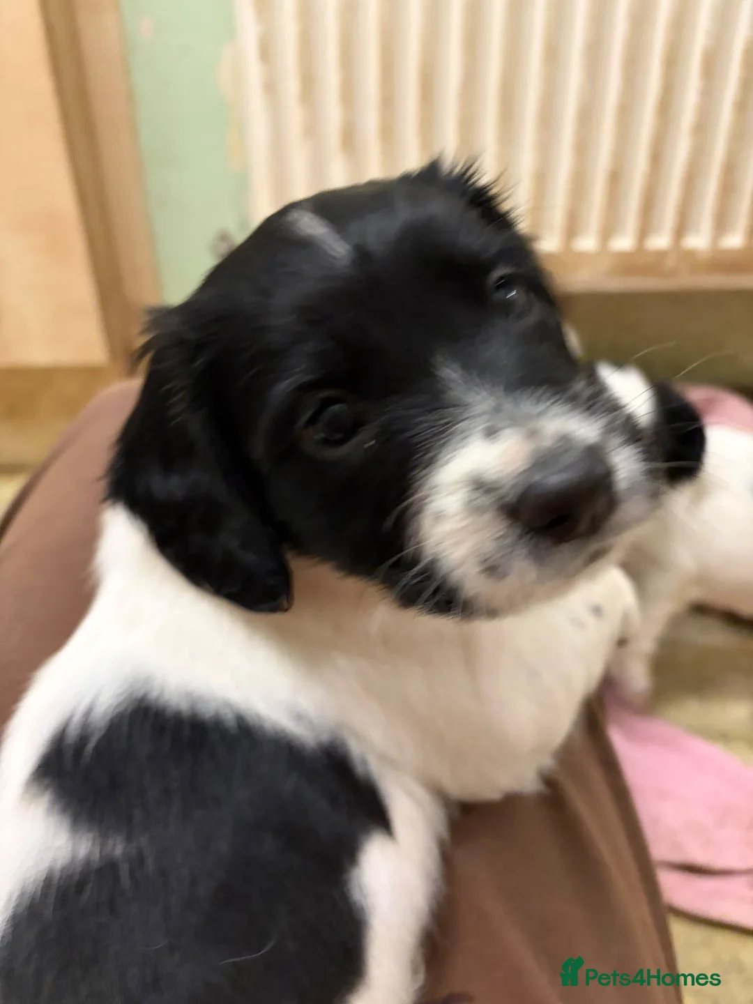 English Springer Spaniel dogs for sale: KC registered working springer spaniel puppies  - Advert 2