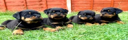 Rottweiler dogs for sale: Beautiful Rottweiler Puppies  in Chessington - Advert 10