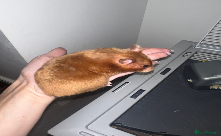 Chinchilla rodents - Advert 4