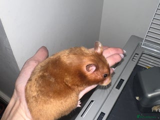 Chinchilla rodents - Advert 4