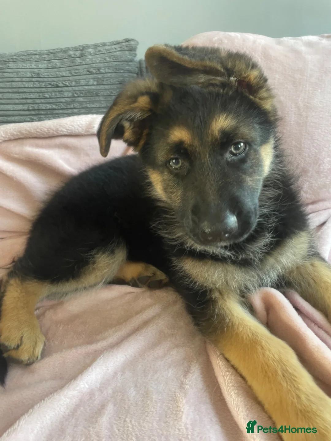 German Shepherd dogs for sale: Luna 5 month old gsd in Ramsgate - Advert 4