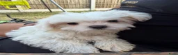 Maltese dogs for sale: Maltese  in Bilston - Advert 4
