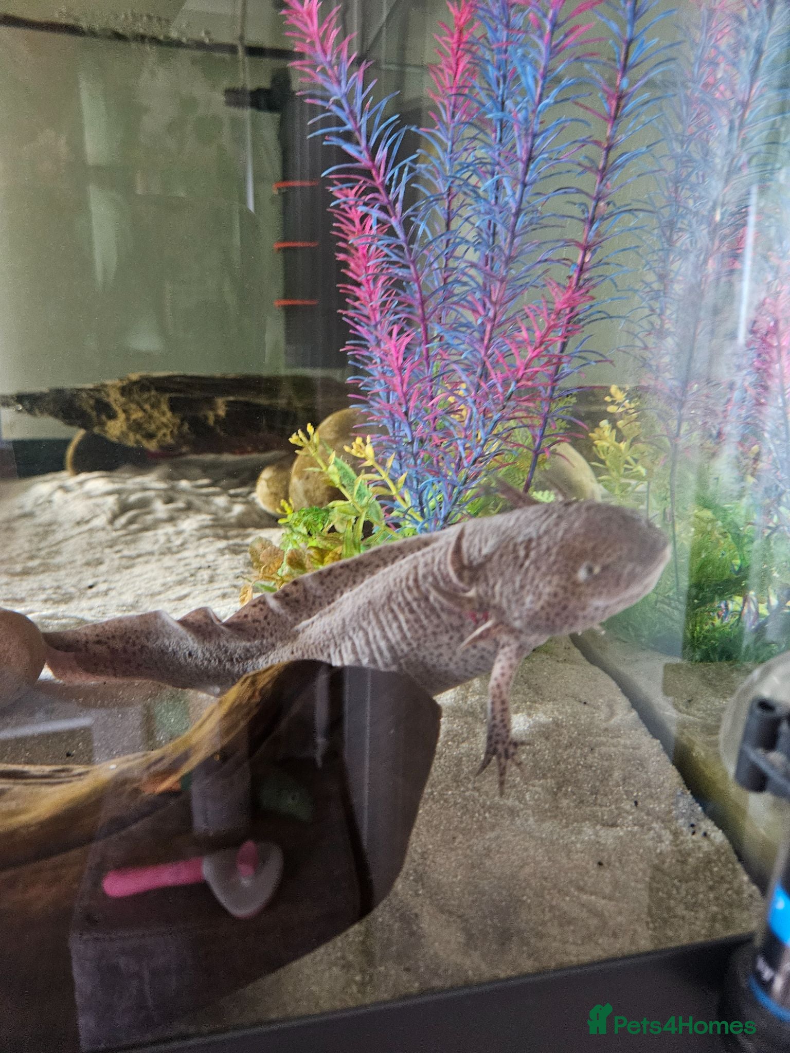 Other/Mixed Breed fish Axolotl  - Advert 12