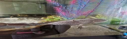 Other/Mixed Breed fish for sale: Axolotl  in Ilminster - Advert 1