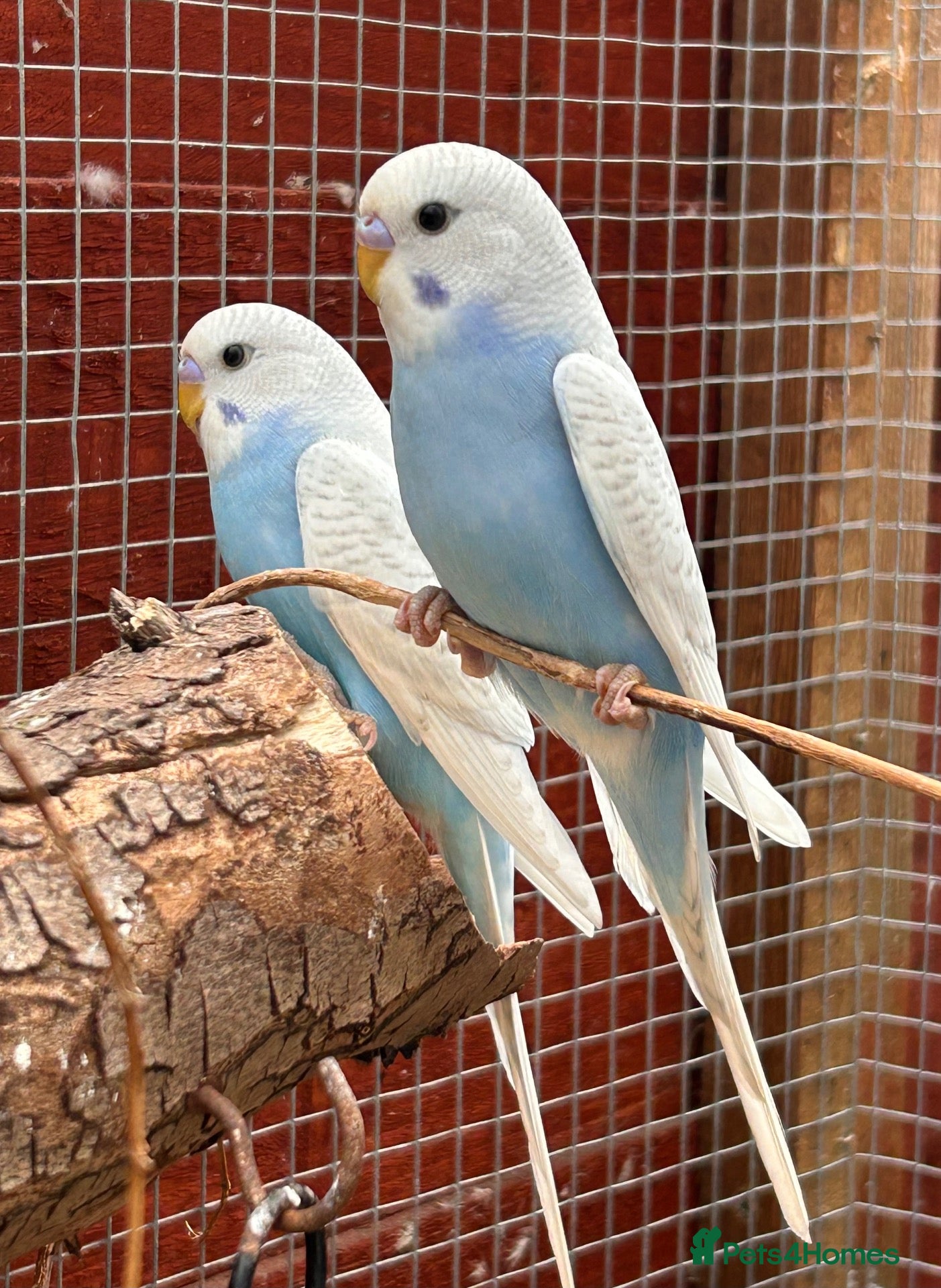 Budgerigars birds Baby budgies  - Advert 4