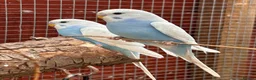 Budgerigars birds for sale: Baby budgies  - Advert 1