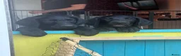 Labradoodle dogs for sale: Labradoodle Puppies - Advert 12