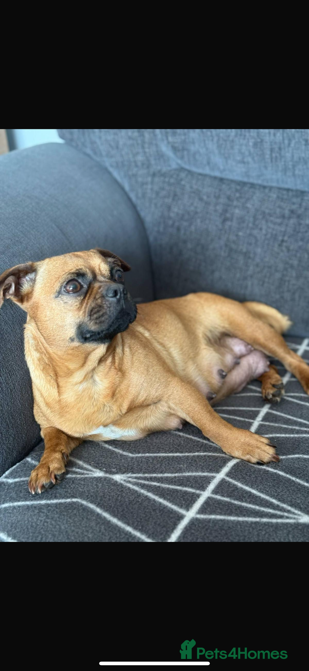 Frug dogs for sale: 12 week old frug puppy - Image 5