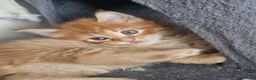 Mixed Breed cats for sale: Mixed Maine Coon kittens - Advert 7