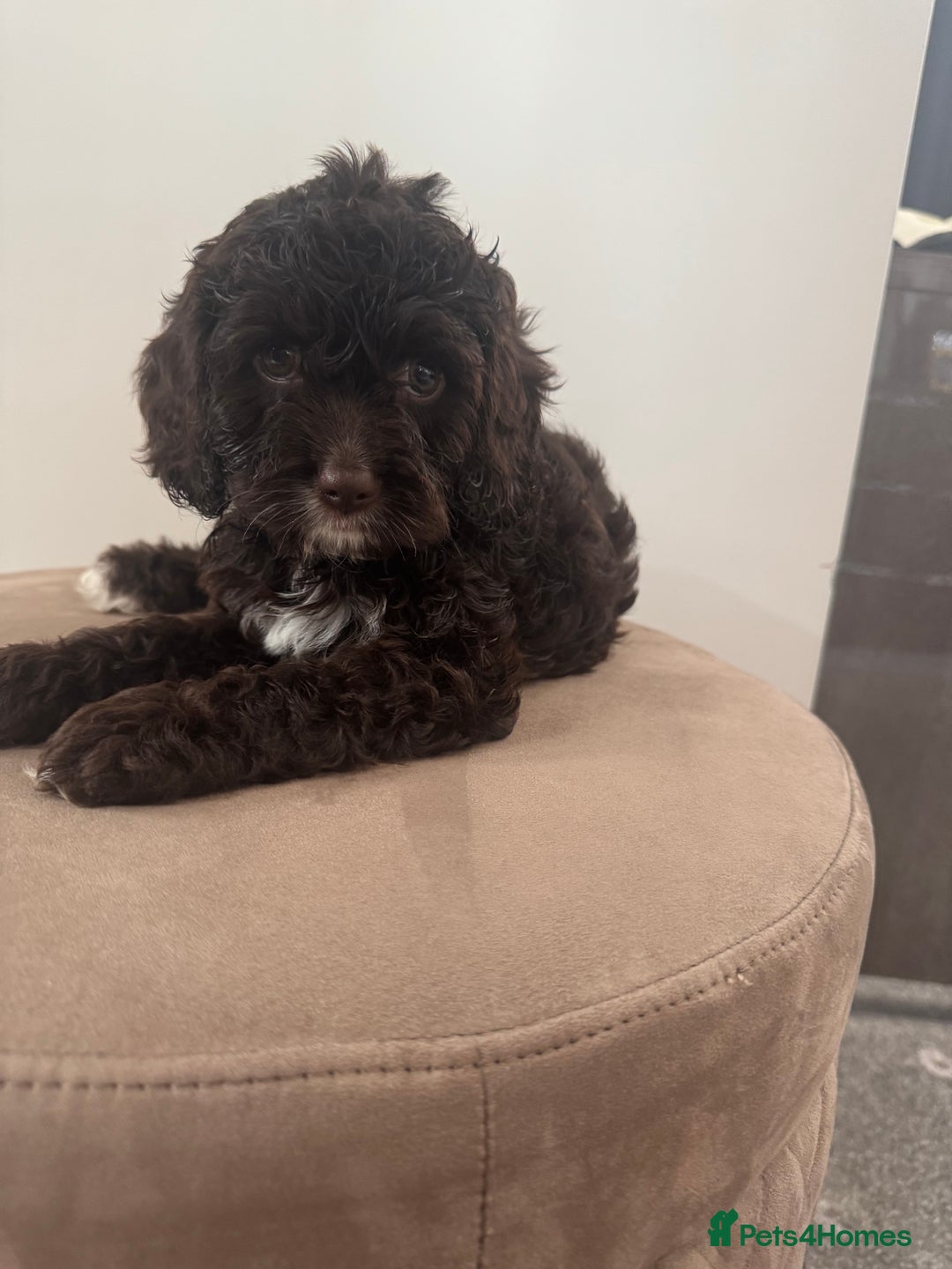 Cavapoo dogs for sale: F1 Cavapoo pups. Beautiful litter of five bitches. - Image 12