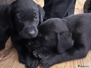 Labrador Retriever dogs KC Registered Labrador Retriever - Advert 5