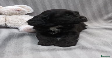 Sproodle dogs - Advert 2