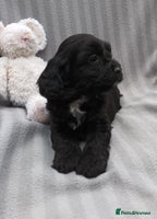 Sproodle dogs - Advert 2