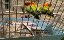 Lovebirds birds for sale: Breeding pair of love birds for sale - Image 13