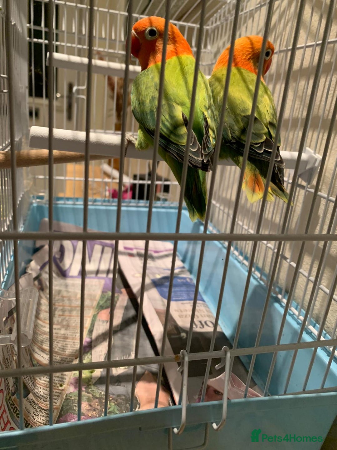 Lovebirds birds for sale: Breeding pair of love birds for sale - Image 13