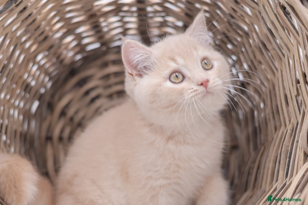 British Shorthair cats for sale: PEDIGREE REGISTERED CHUNKY BRITISH SHORTHAIRS - Advert 1